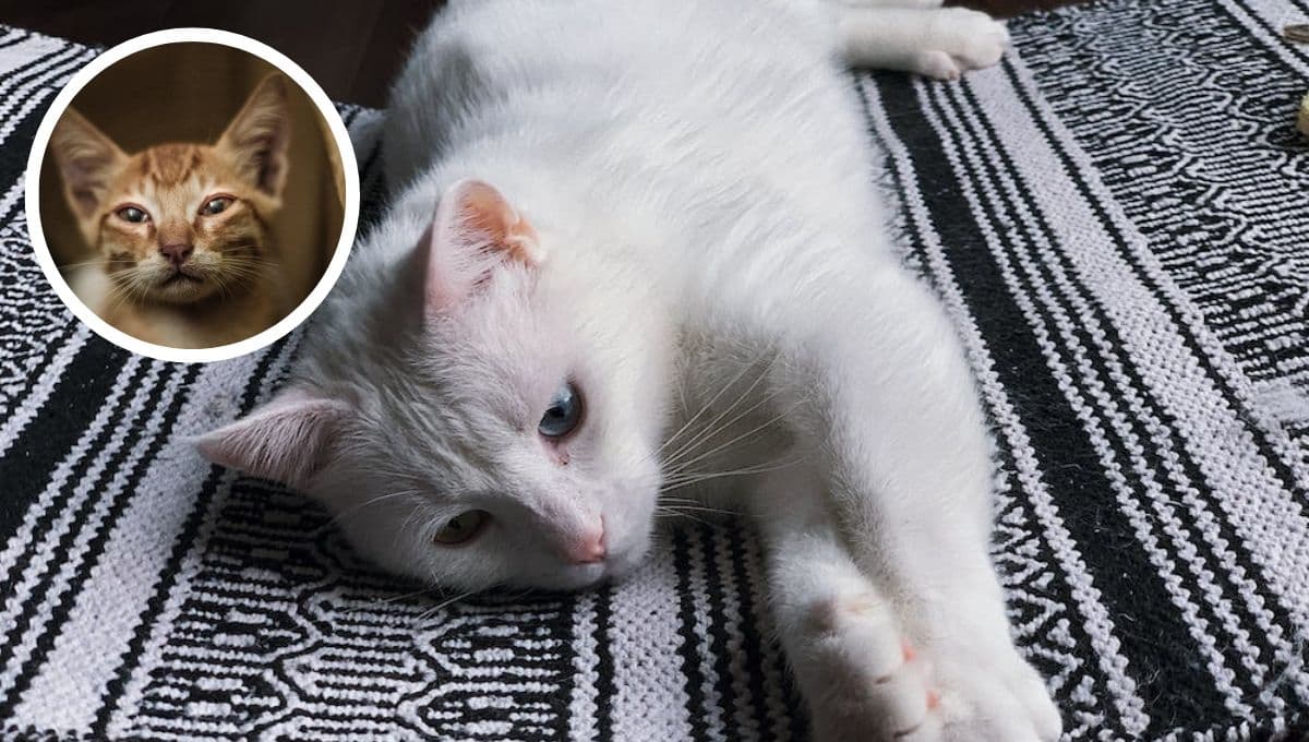 Remedio casero y bueno para gatos enfermos del estómago