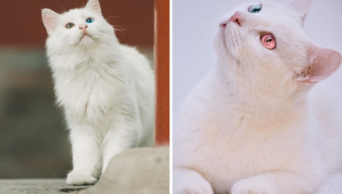 ¿Qué significa un gato blanco en lo espiritual?