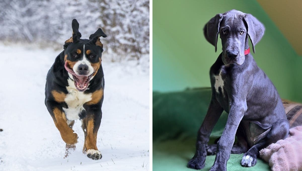 5 nombres para perros machos que IMPONEN con su significado