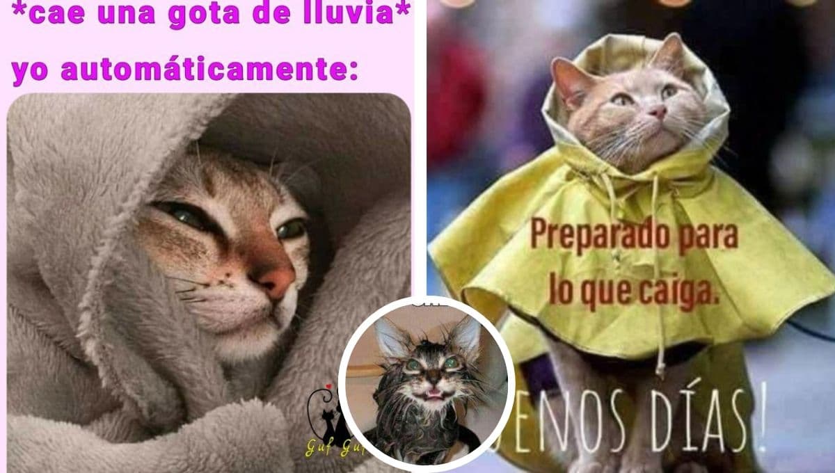 5 MEMES de lluvia y gatos para taparte, reír y compartir