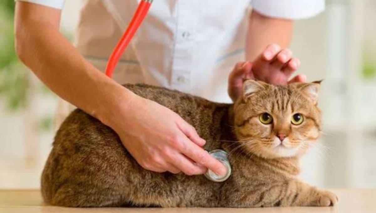 Remedio casero y fácil para quitarle lo empachado a un gato
