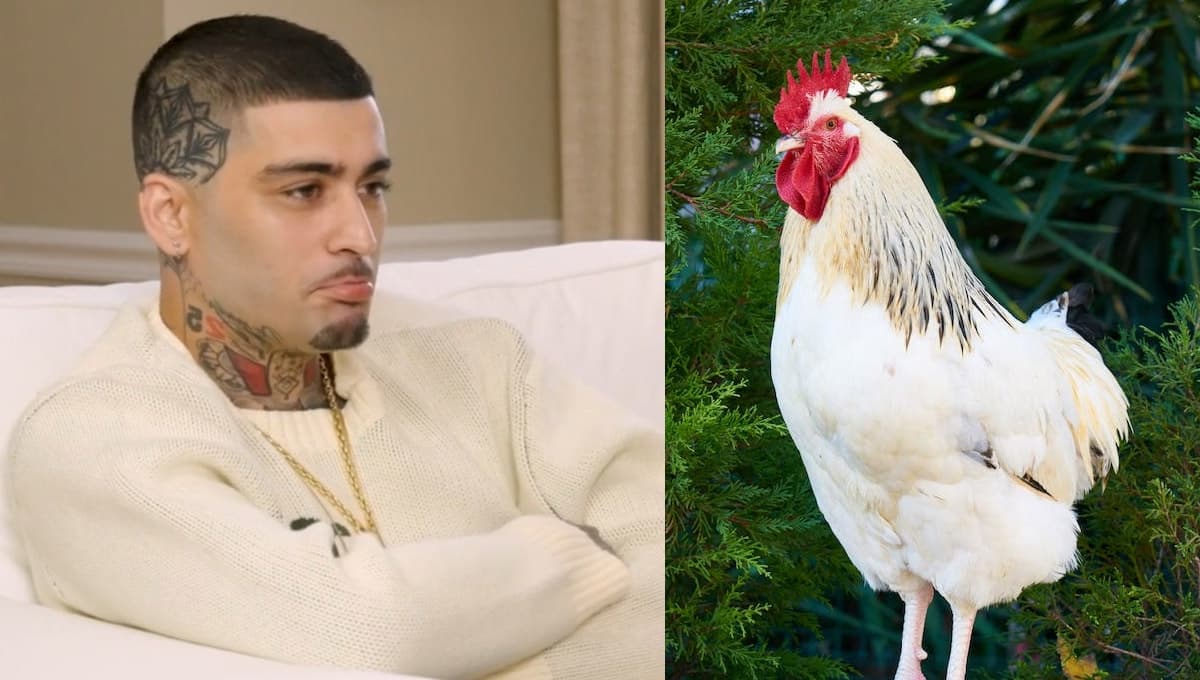 ¿Qué le pasó a las gallinas de Zayn Malik? La historia que nos rompió el corazón a todos