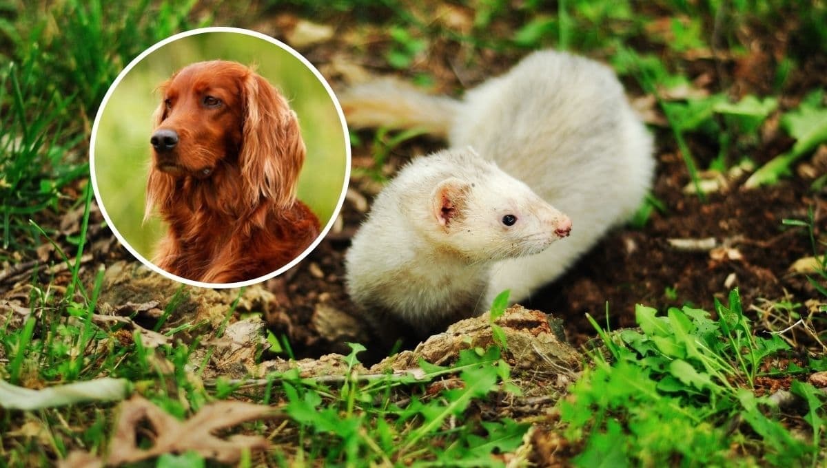 ¿Cómo se llevan los perros y los hurones?