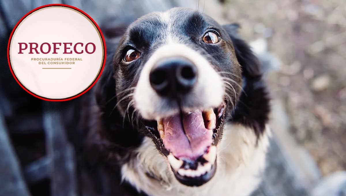 NADIE la compra pero es una de las croquetas para perro más buenas y económicas según la Profeco