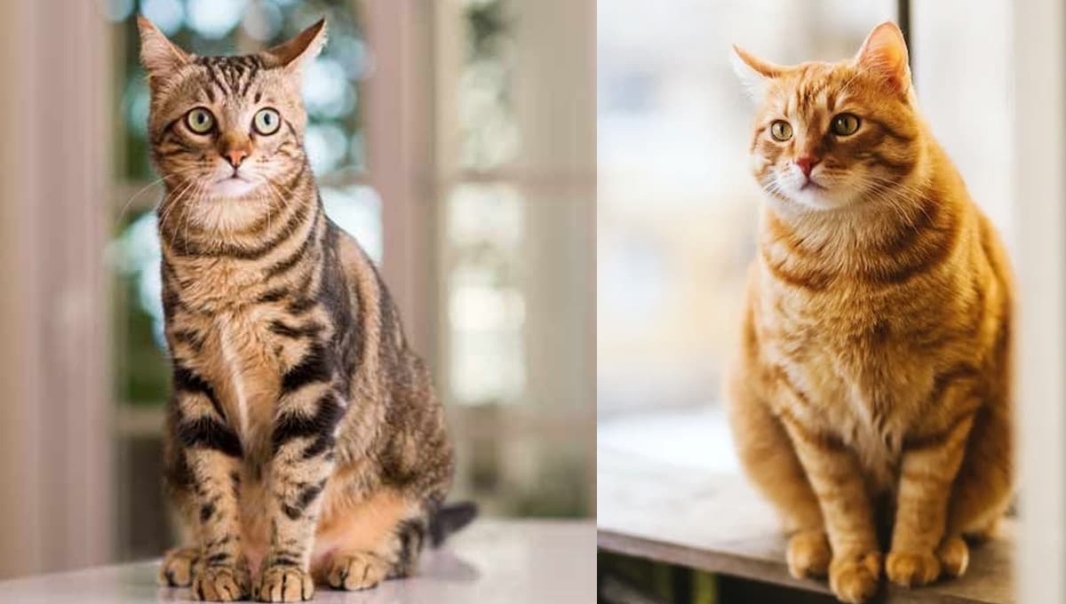 5 características de los gatos atigrados para entender por qué son tan adorables