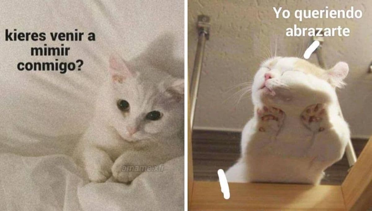 5 MEMES de gatitos y amor para hacer stickers y compartir
