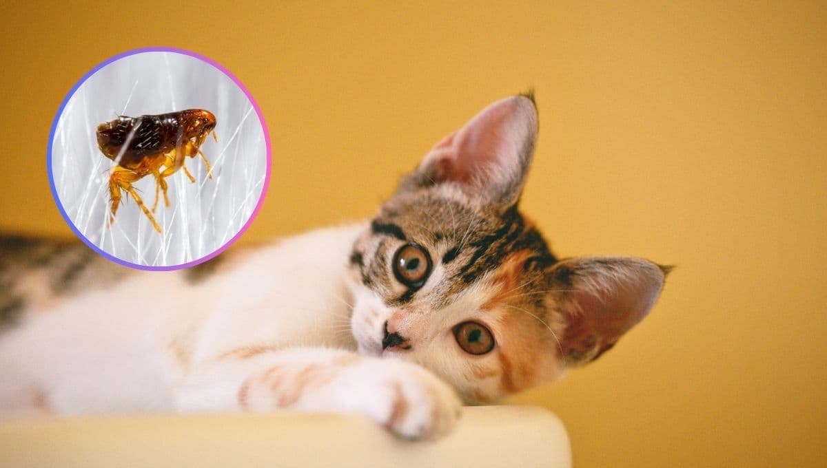 ¿Cómo eliminar pulgas en gatos de forma casera?