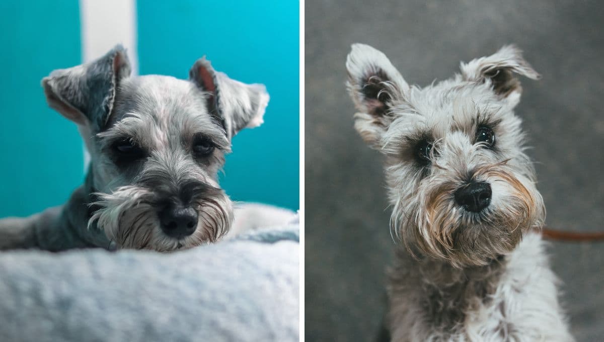 ¿Cómo es la personalidad de un perro Schnauzer?