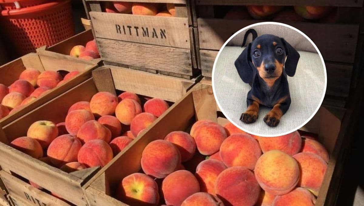 ¿Los perros pueden comer melocotón en verano?