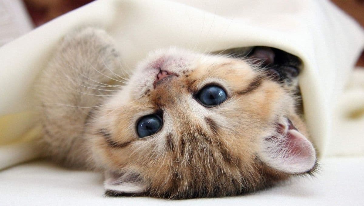 ¿Qué significa cuando un gato está enfermo y se esconde?