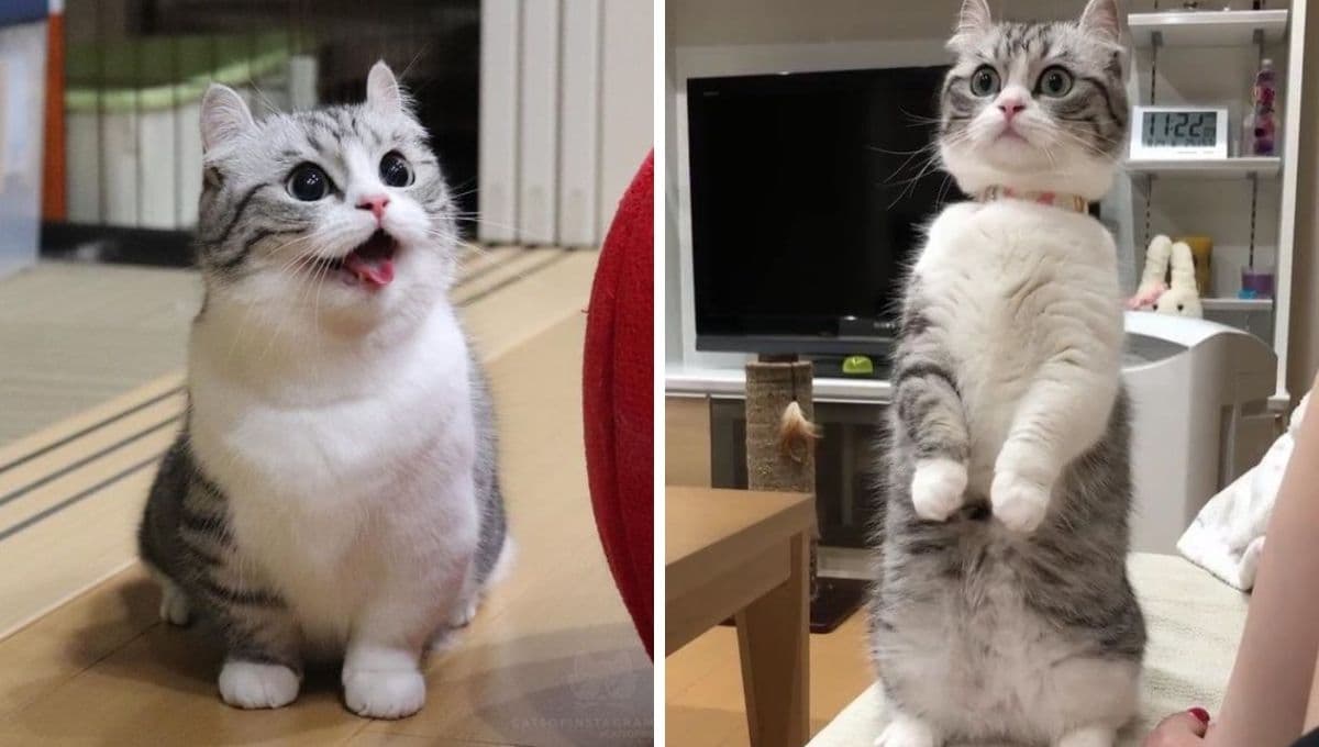 5 características de los gatos munchkin, los adorables "gatos salchicha"