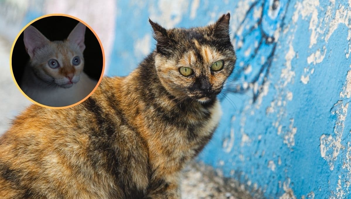 5 características de un gato maltratado que necesita ayuda