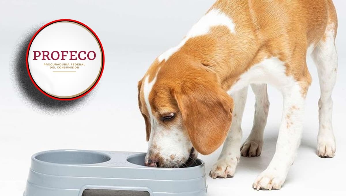 Es una de las croquetas para perro más caras y Profeco la exhibió por "EXAGERADA"