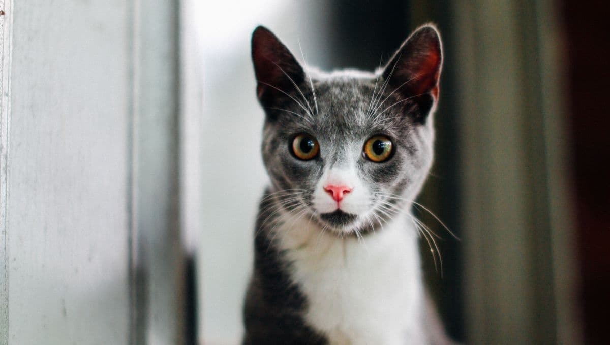 ¿Qué significa cuando mi gato me mira fijamente?
