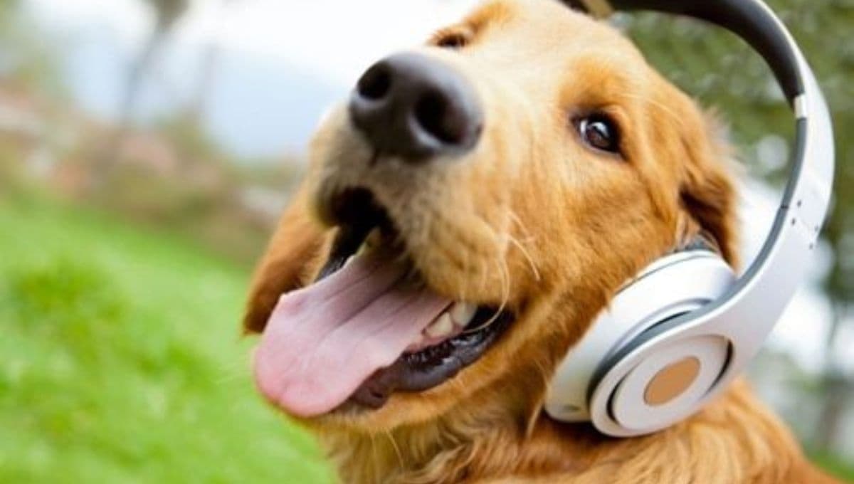 Nombres de perros con significado espiritual para protección