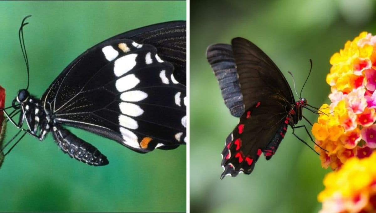 ¿Qué significa la visita de una mariposa negra en tu hogar?