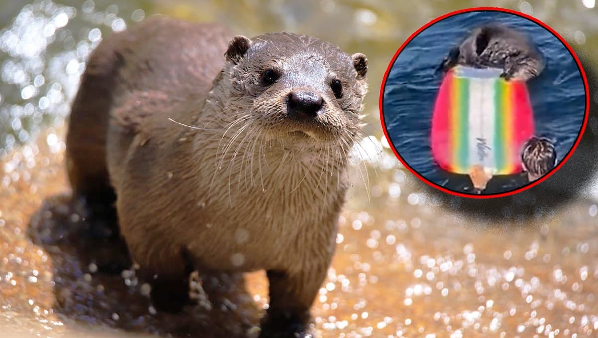 Identifican a nutria marina responsable de MOLESTAR a los humanos en California