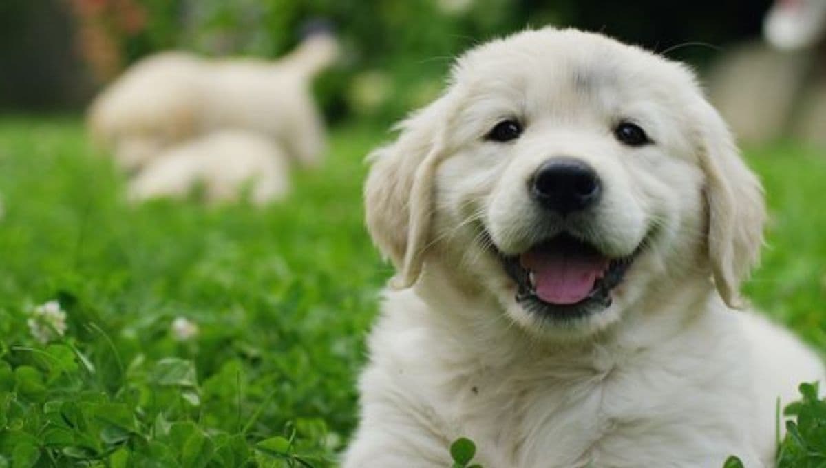 5 nombres chinos para perros hembras con significado