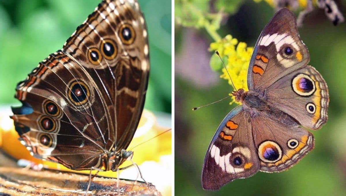 ¿Qué significa la visita de una mariposa café?