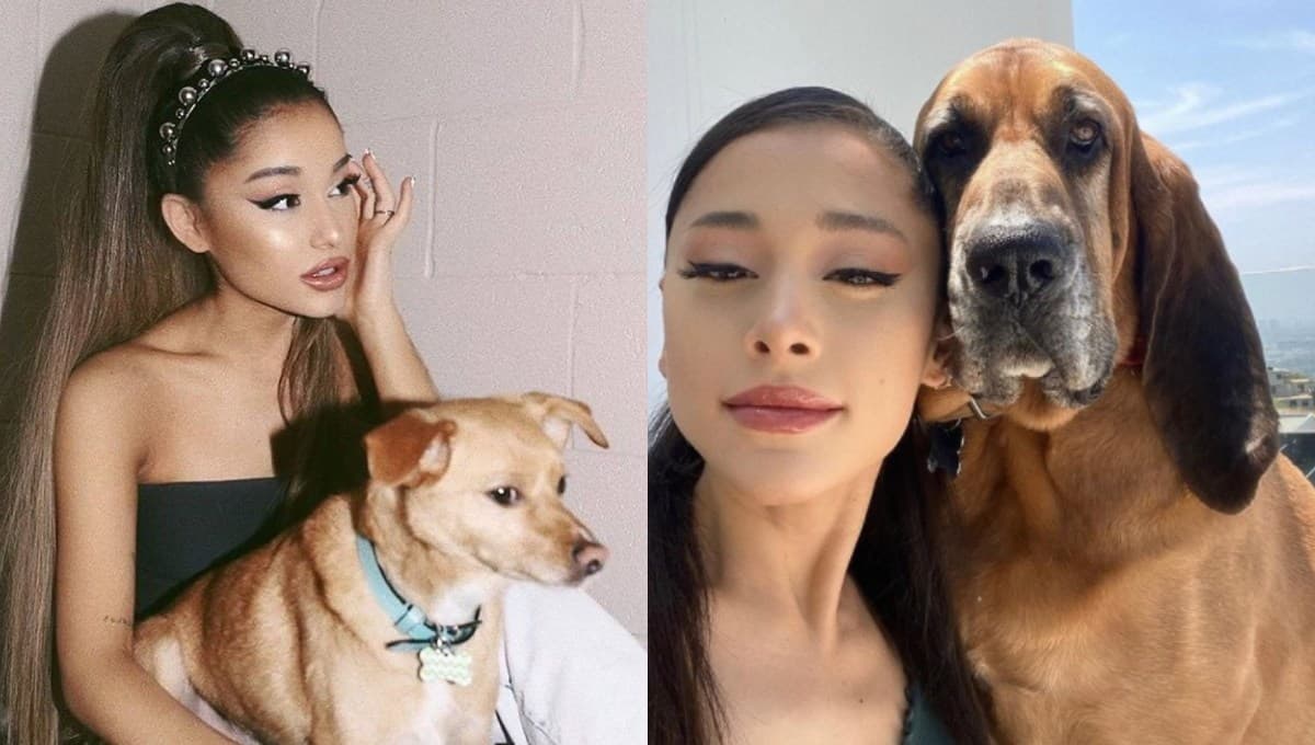 ¿Cuántos perros tiene Ariana Grande? conoce a TODOS sus lomitos