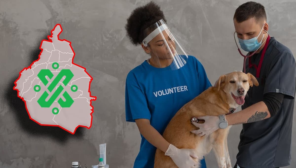3 veterinarios gratuitos en la CDMX: dirección y qué necesito