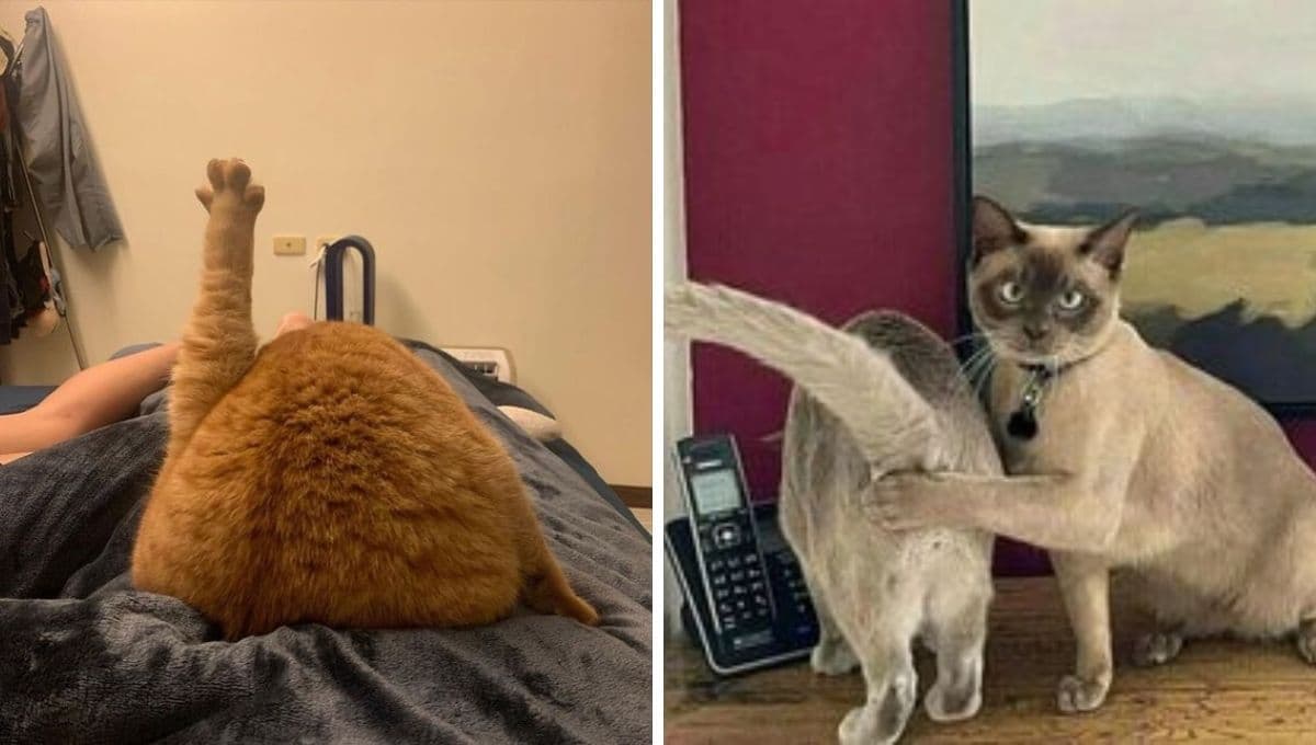 5 MEMES random de gatitos muy graciosos que te harán reír