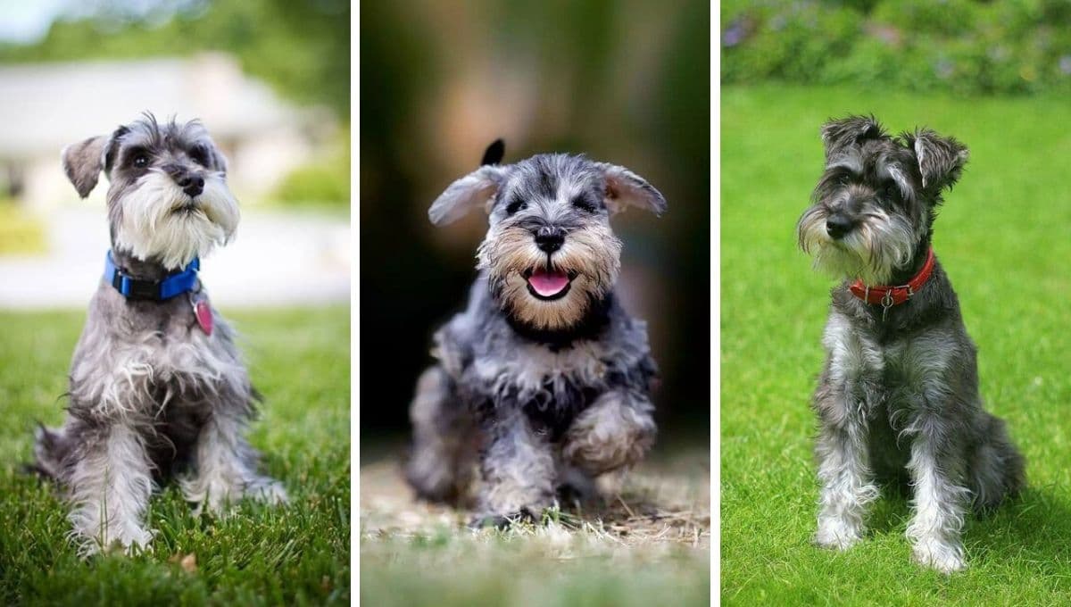 ¿Cómo tener un Schnauzer en casa?