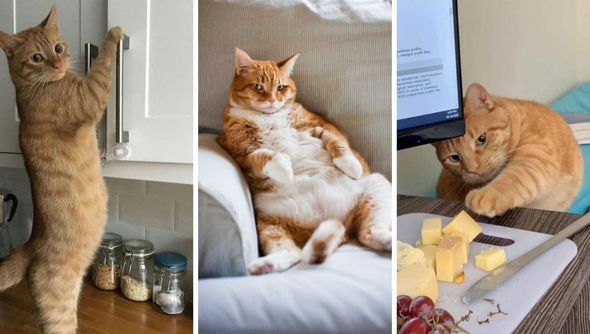 ¿Por qué es importante tener un gato en casa?