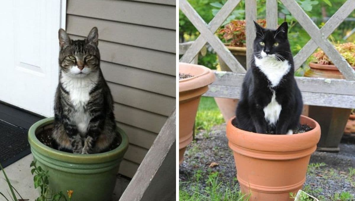 ¿Qué color de gato atrae el dinero?