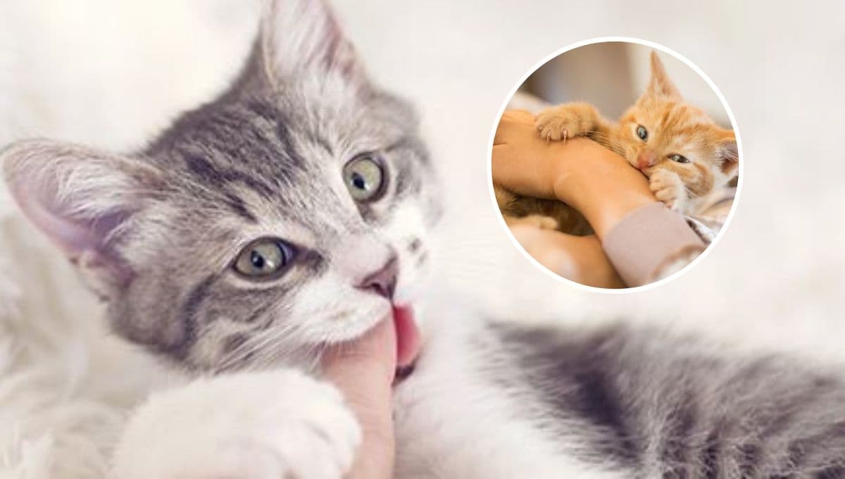 ¿Por qué cuando acaricio a mi gato me muerde?