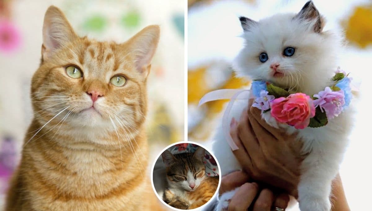5 nombres de buena suerte para gatos con significado