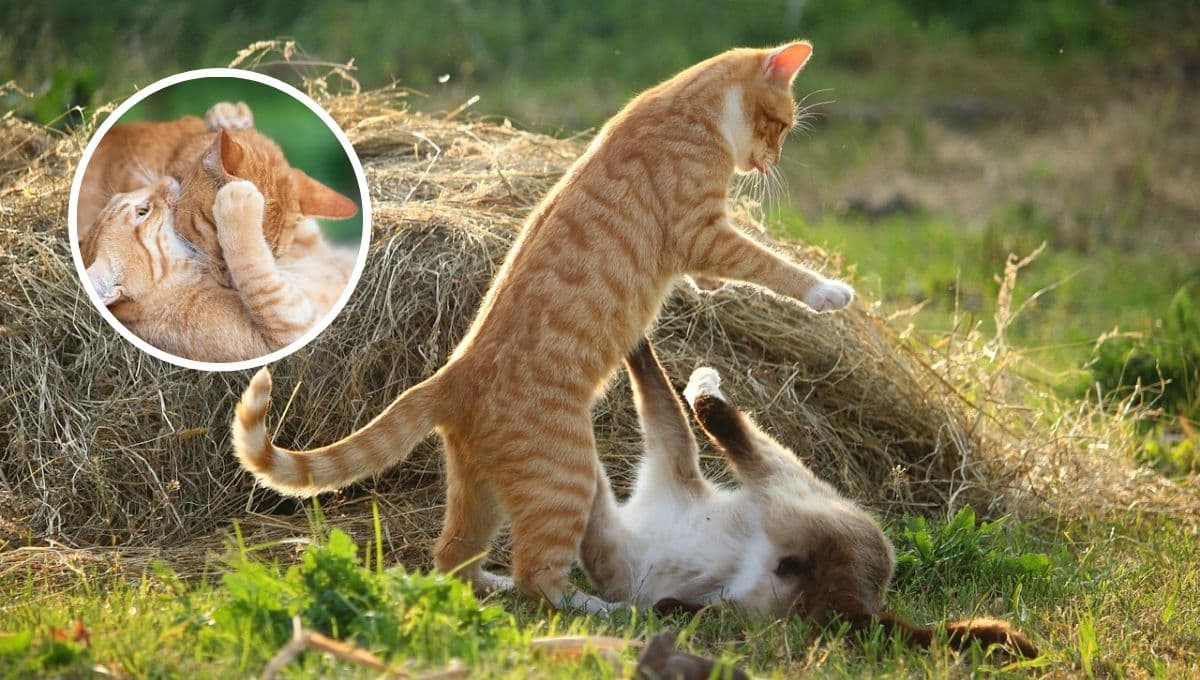 ¿Qué significa cuando un gato MUERDE a otro gato?