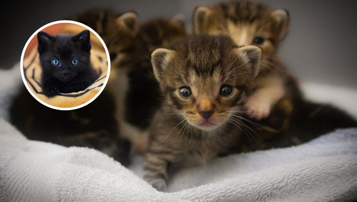 5 cosas que NADIE te dice antes de adoptar a un gato bebé