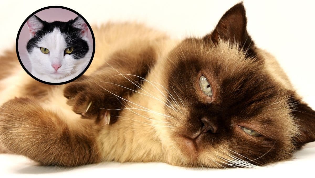 5 características de los gatos MALAGRADECIDOS para entender por qué no te quieren