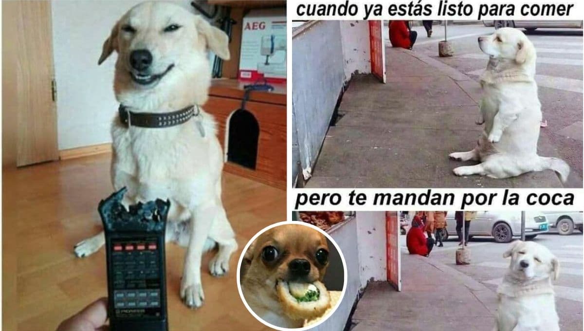 5 MEMES de perros muy graciosos para compartir en tus estados de WhatsApp