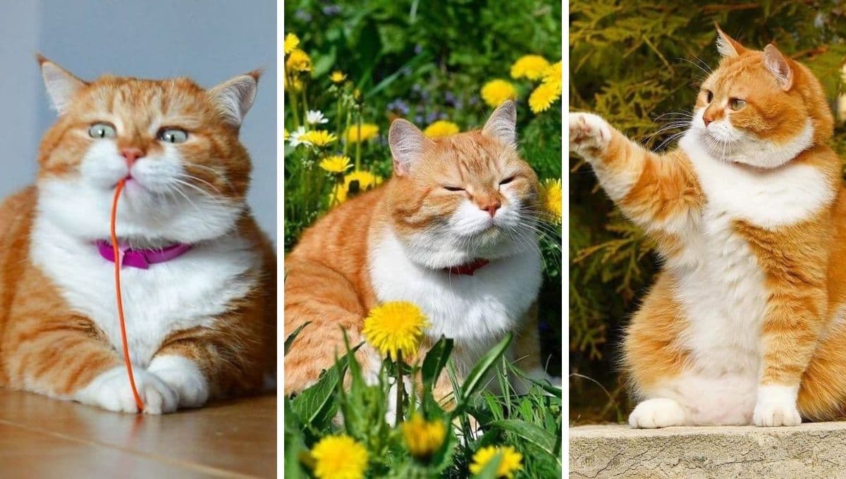 Test para saber si tienes un gato MALCRIADO en casa