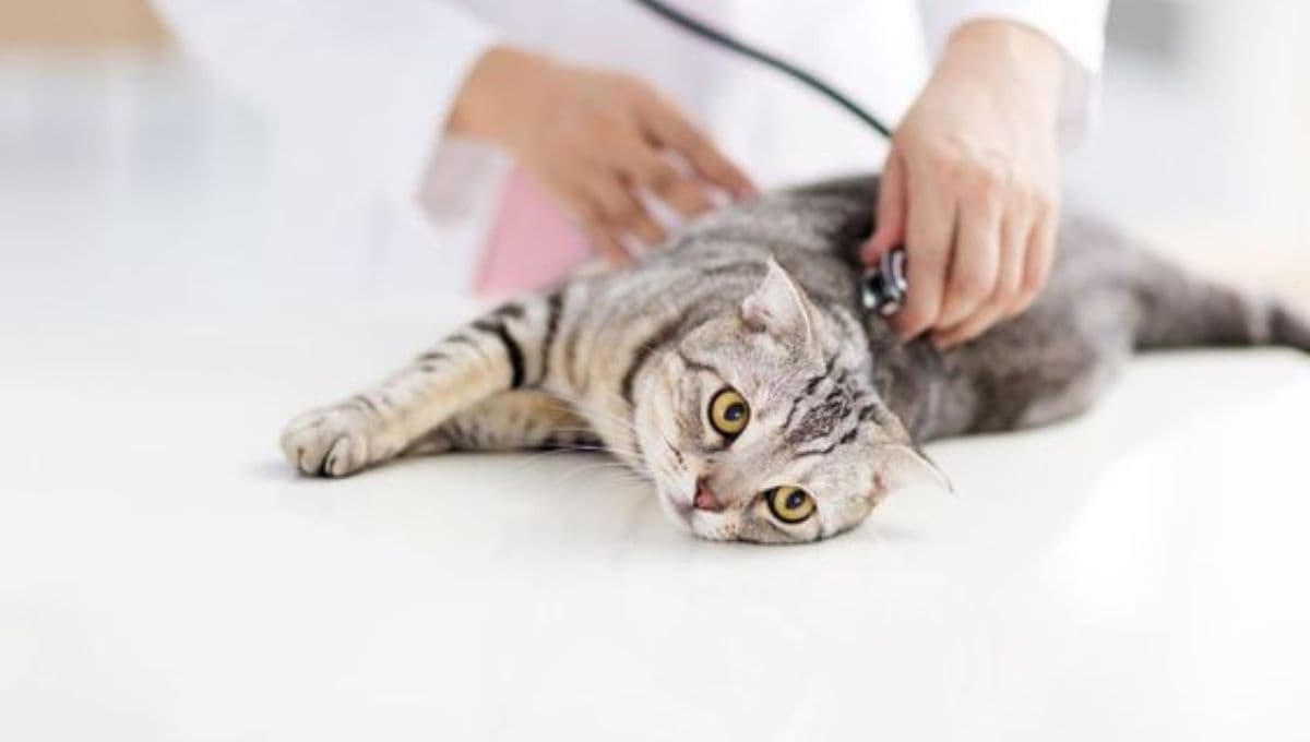 Remedio casero y efectivo para curar heridas de gatos