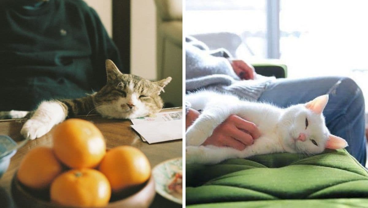 ¿Qué significa que un gato se siente a tu lado y por qué te interesa saberlo?