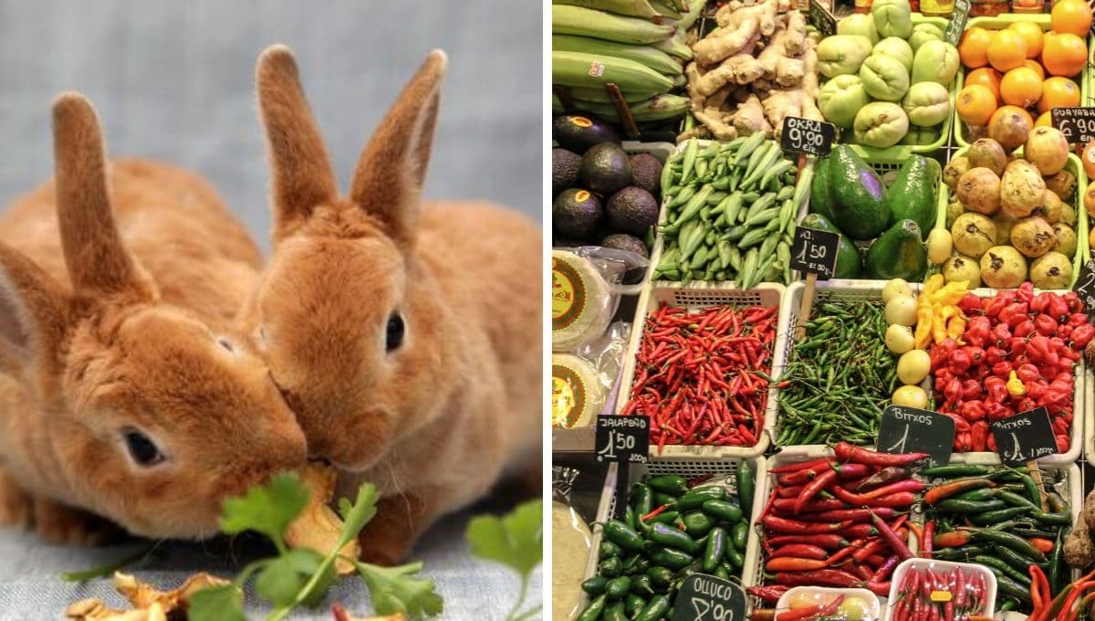 ¿Qué verduras puede comer un conejo? Las más nutritivas y cada cuánto