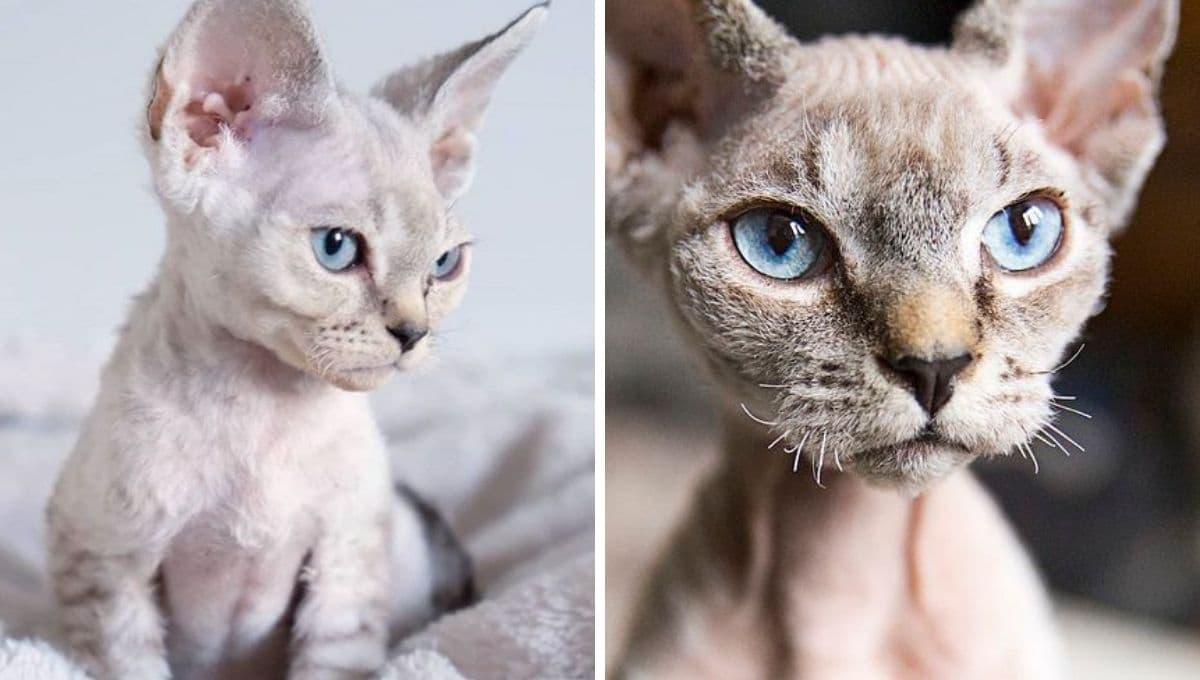 5 características de los gatos Devon rex para entender por qué son tan exóticos