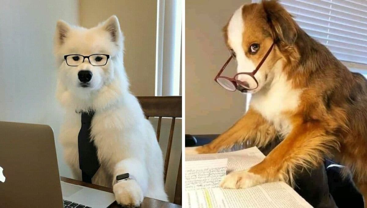 5 MEMES de perros y graduación muy chistosos para reír y compartir