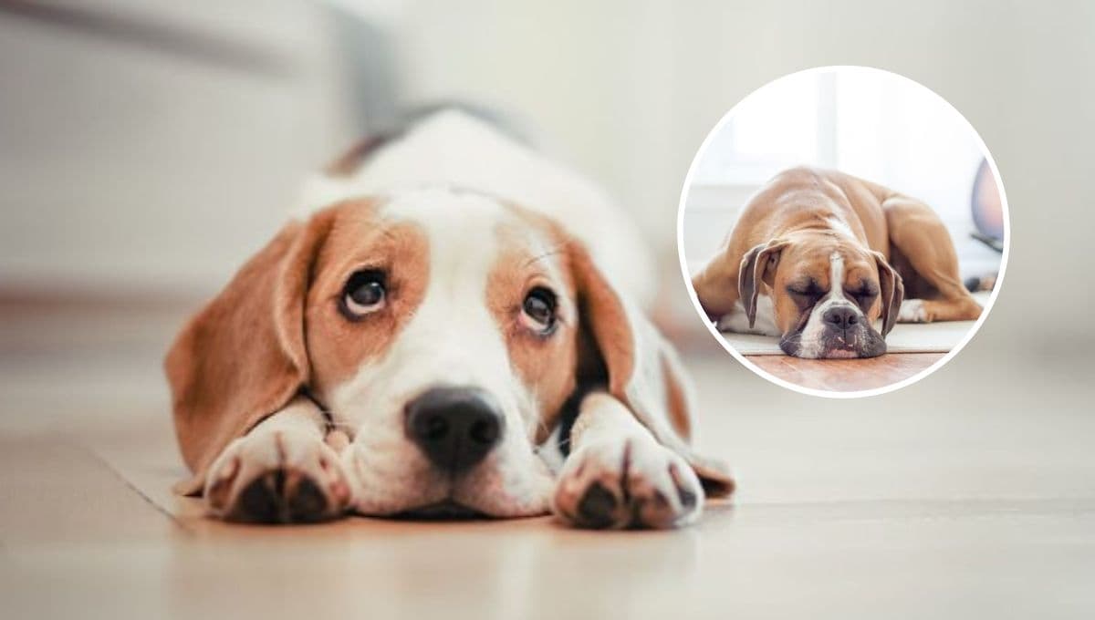 Remedio casero para destapar a un perro estreñido