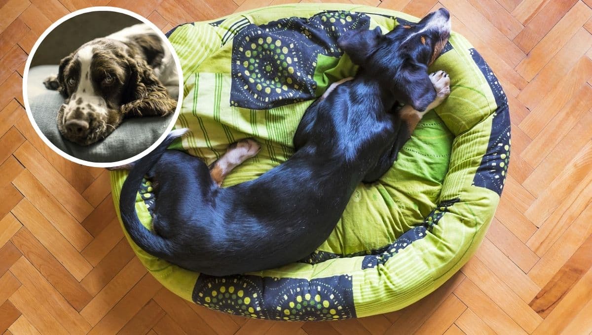 ¿Qué tipo de cama es mejor para los perros?
