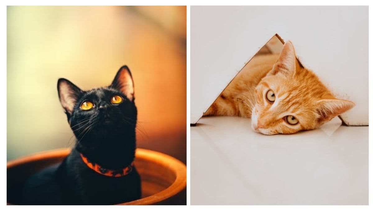 QUIZ de personalidad para saber qué color de gato eres