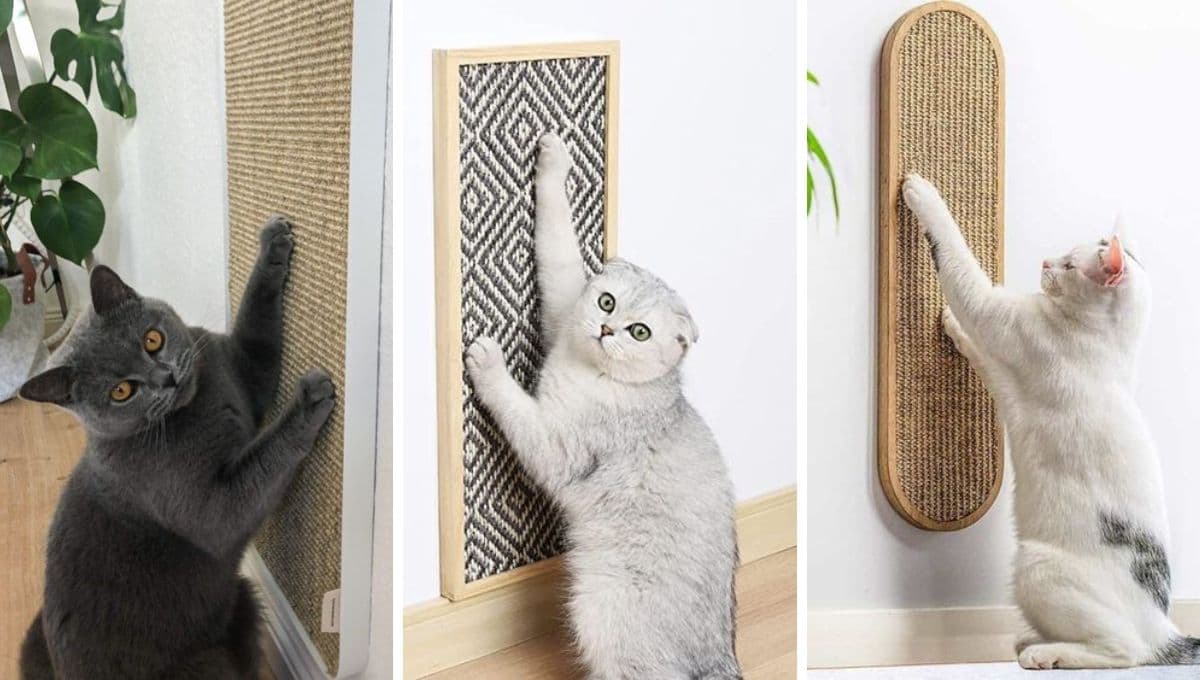 Ojalá hubiera sabido antes este TRUCO para enseñarle a mi gato a usar el rascador