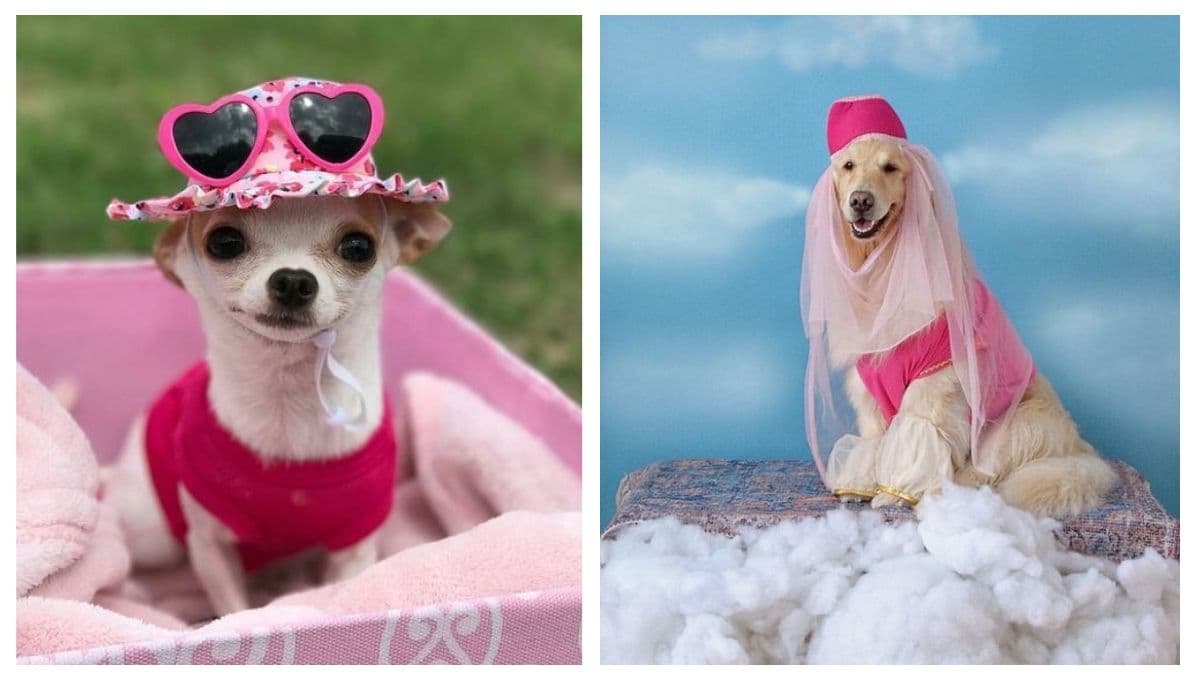 5 FOTOS de perros inspirados en Barbie para que vistas al tuyo