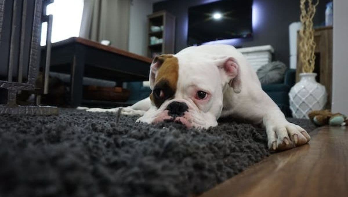 ¿Qué significa cuando un perro se aleja de su dueño y por qué es tan preocupante?