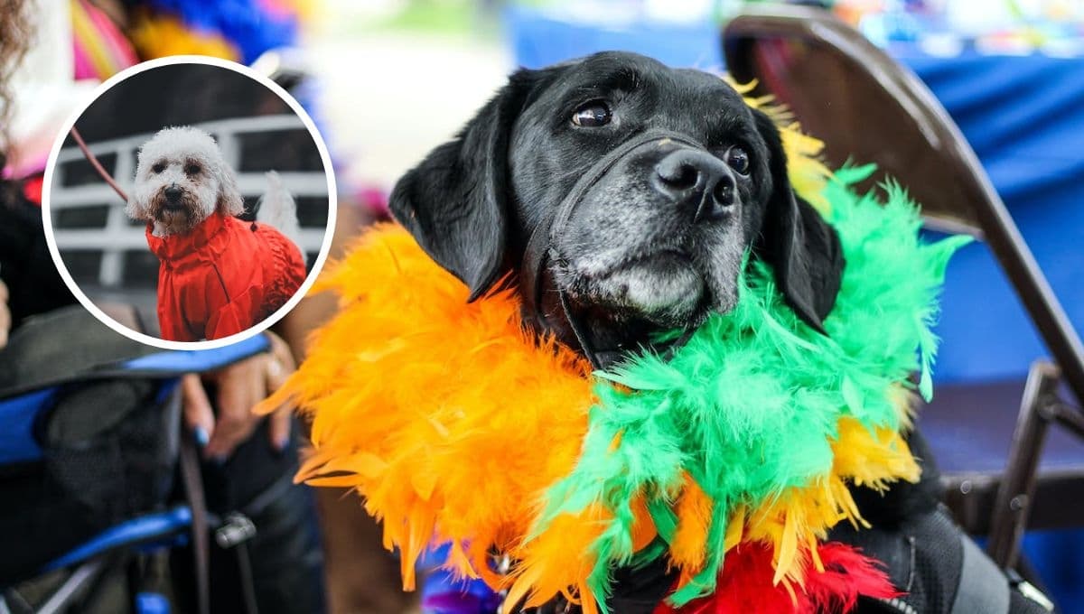 Día Mundial del Perro 2023: ¿Por qué se celebra HOY viernes 21 de julio a los lomitos?