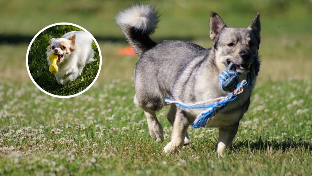 3 regalos caseros y bonitos para darle a tu lomito en el Día Mundial del Perro 2023