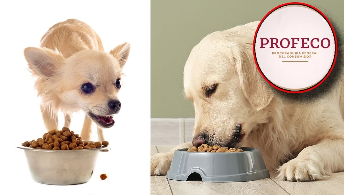 Es una de las croquetas para perro más caras y conocidas pero REPROBÓ las pruebas de la Profeco